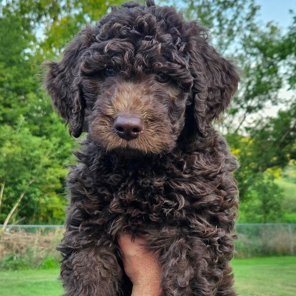 Dolly breeder image 21