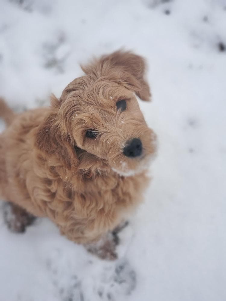 Dolly breeder image 28