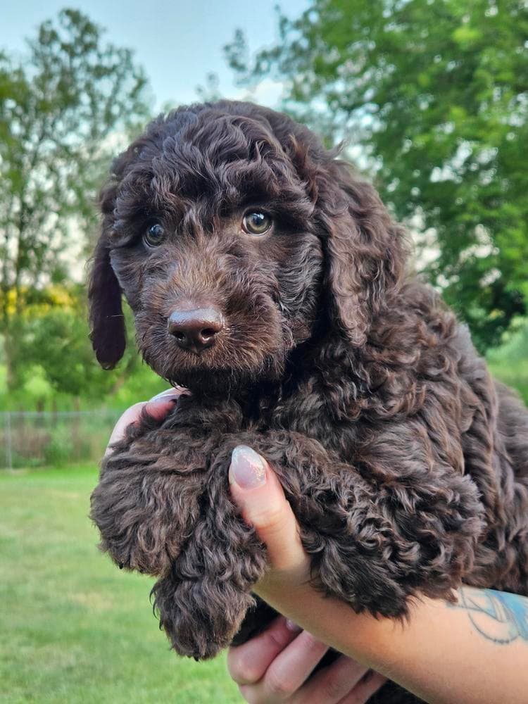 Dolly breeder image 35