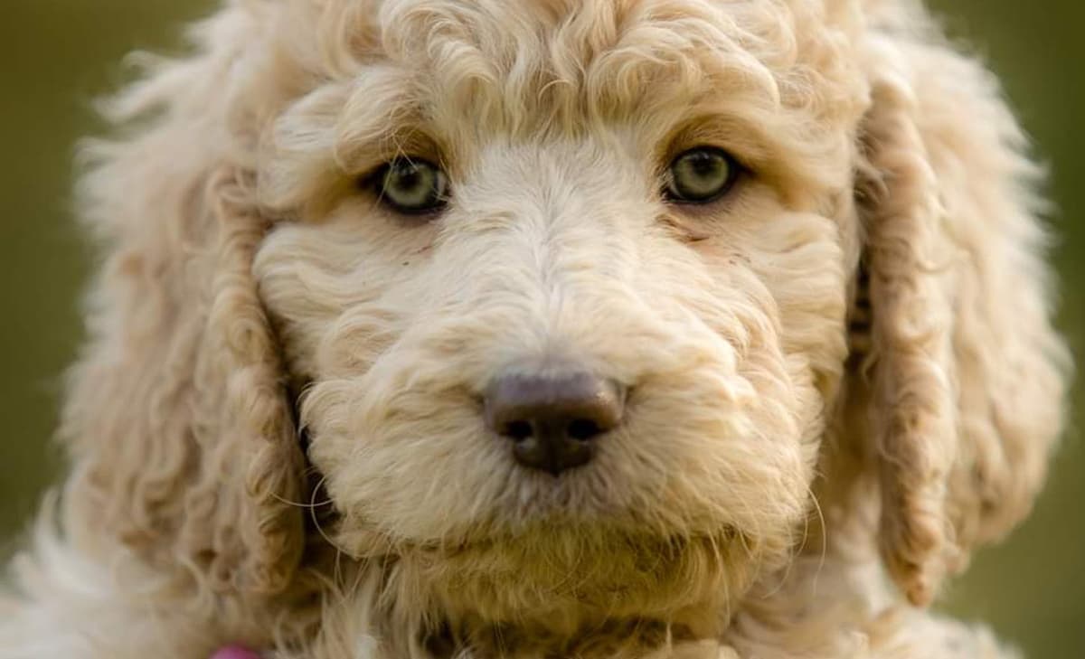 Dolly breeder image 4