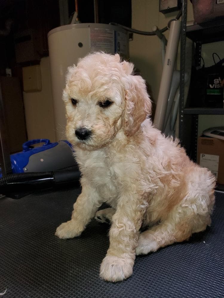 Dolly breeder image 5