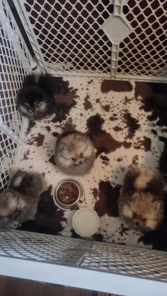 Bentley breeder image 4