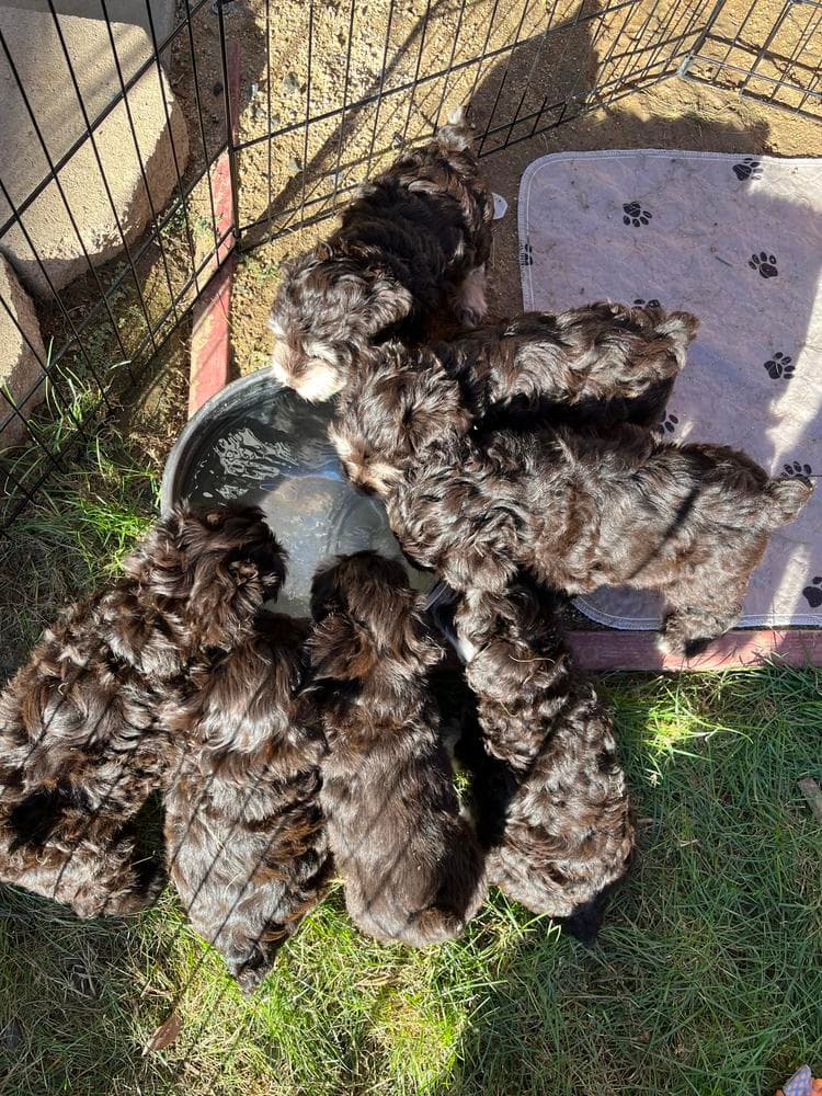 Samson breeder image 16