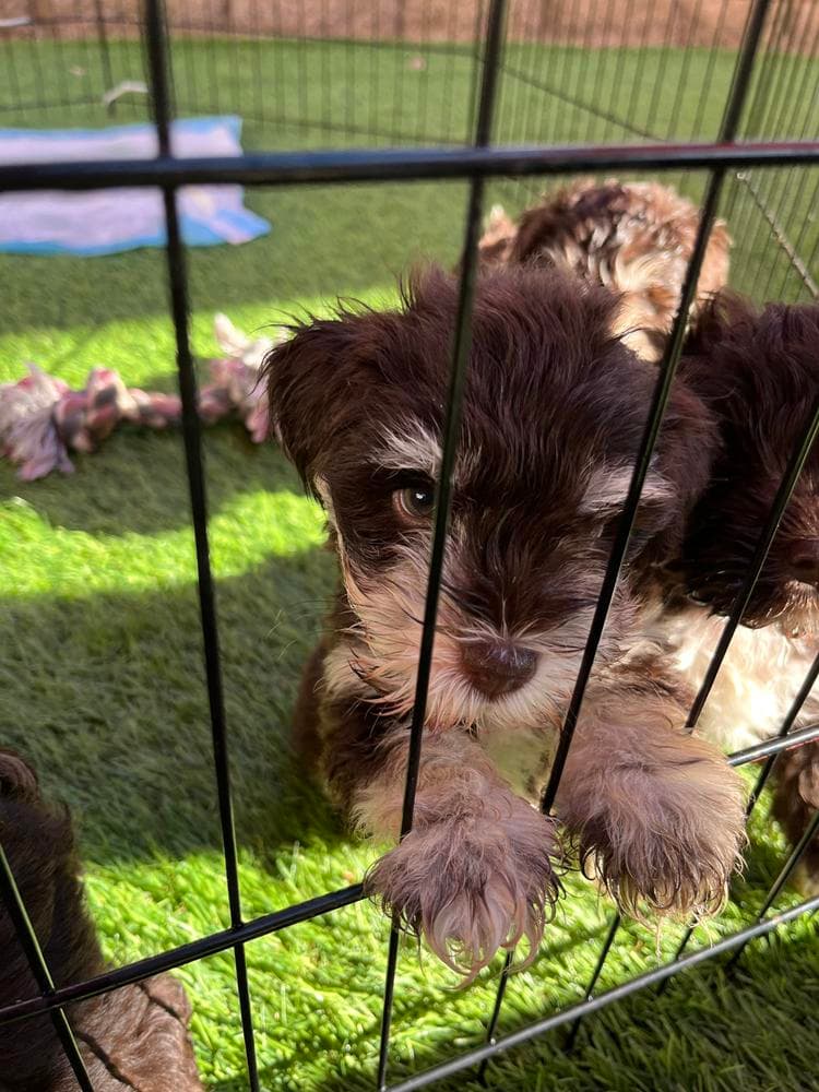Samson breeder image 18
