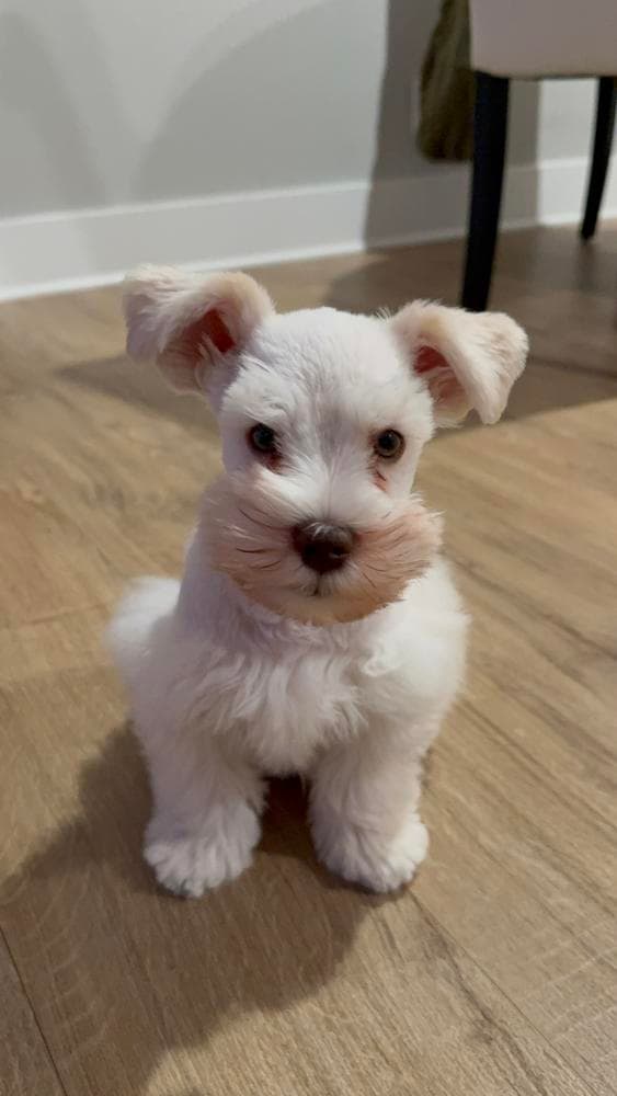 Samson breeder image 22