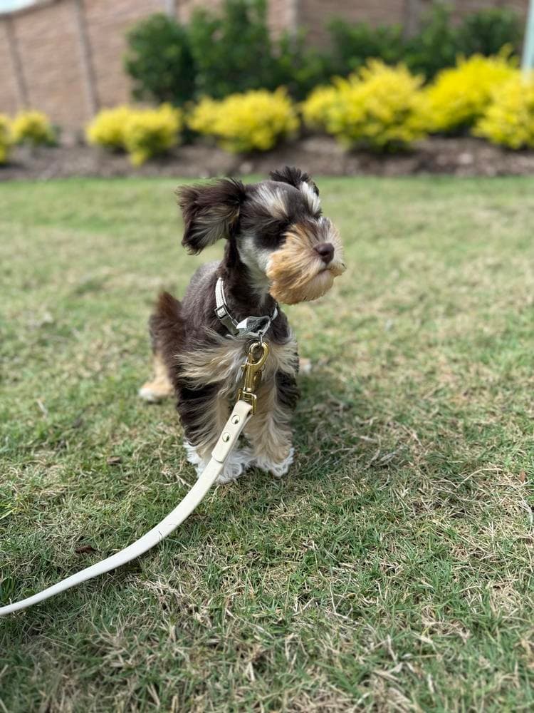 Samson breeder image 24