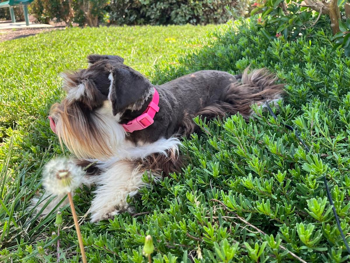 Samson breeder image 4
