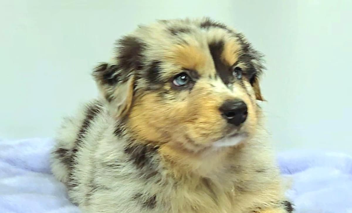 Dewey breeder image 1