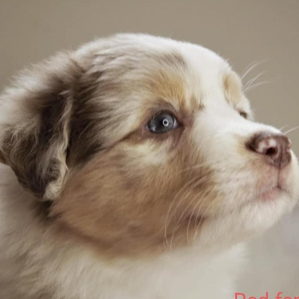 Dewey breeder image 2