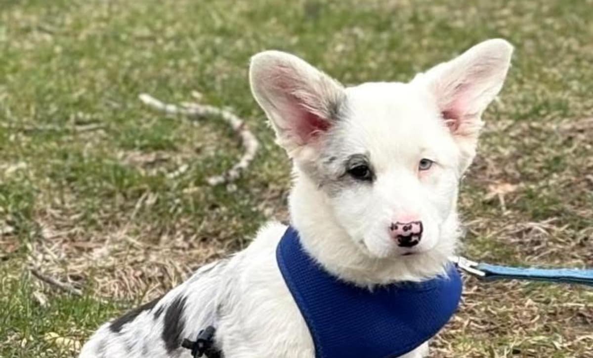 Wrangler breeder image 1