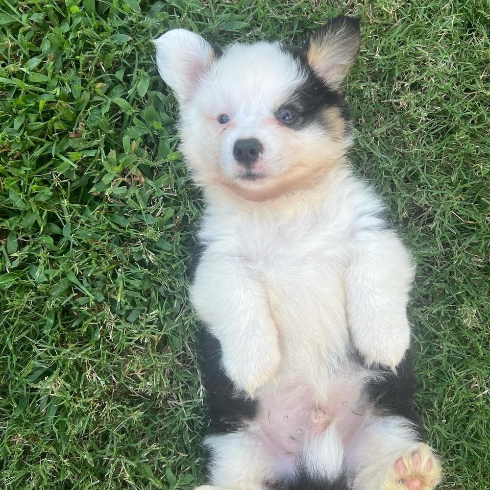Wrangler breeder image 5