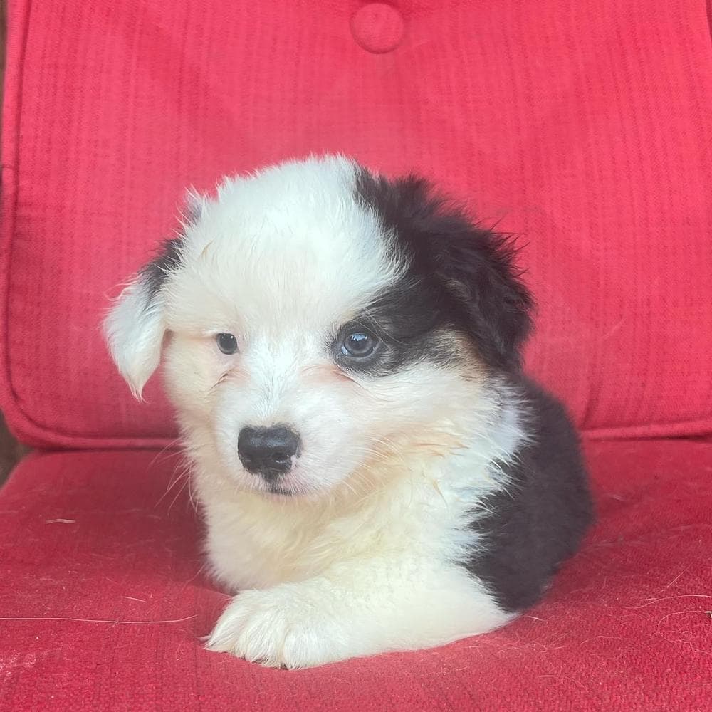 Wrangler breeder image 6
