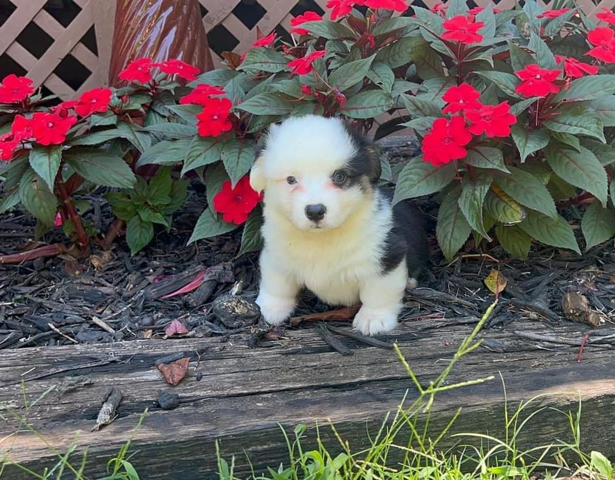 Wrangler breeder image 7