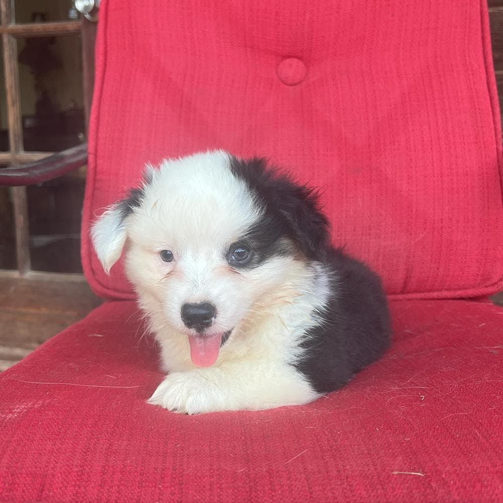 Wrangler breeder image 8