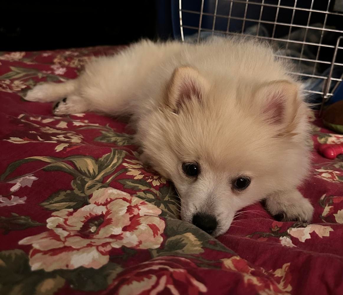 Girl 1 breeder image 38