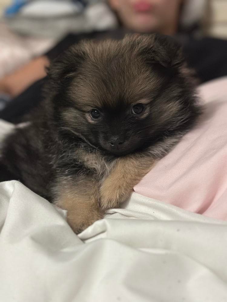 Girl 1 breeder image 46