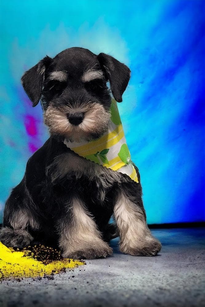Yellow Male breeder image 5