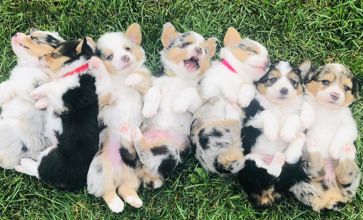 Patch breeder image 13