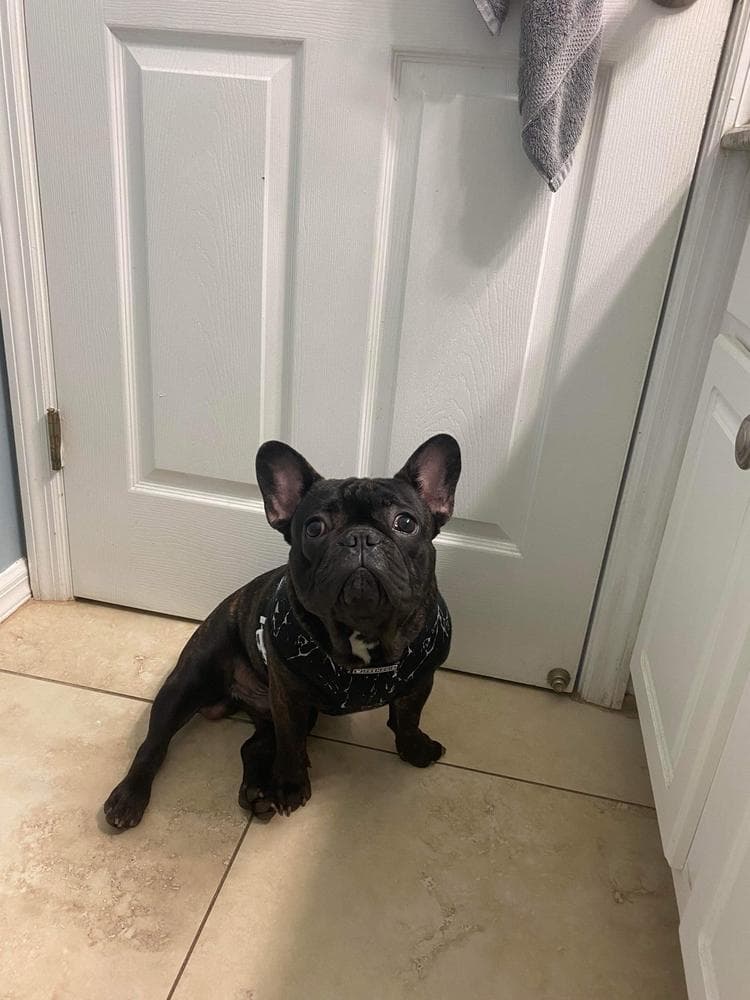 Boy 1 breeder image 32
