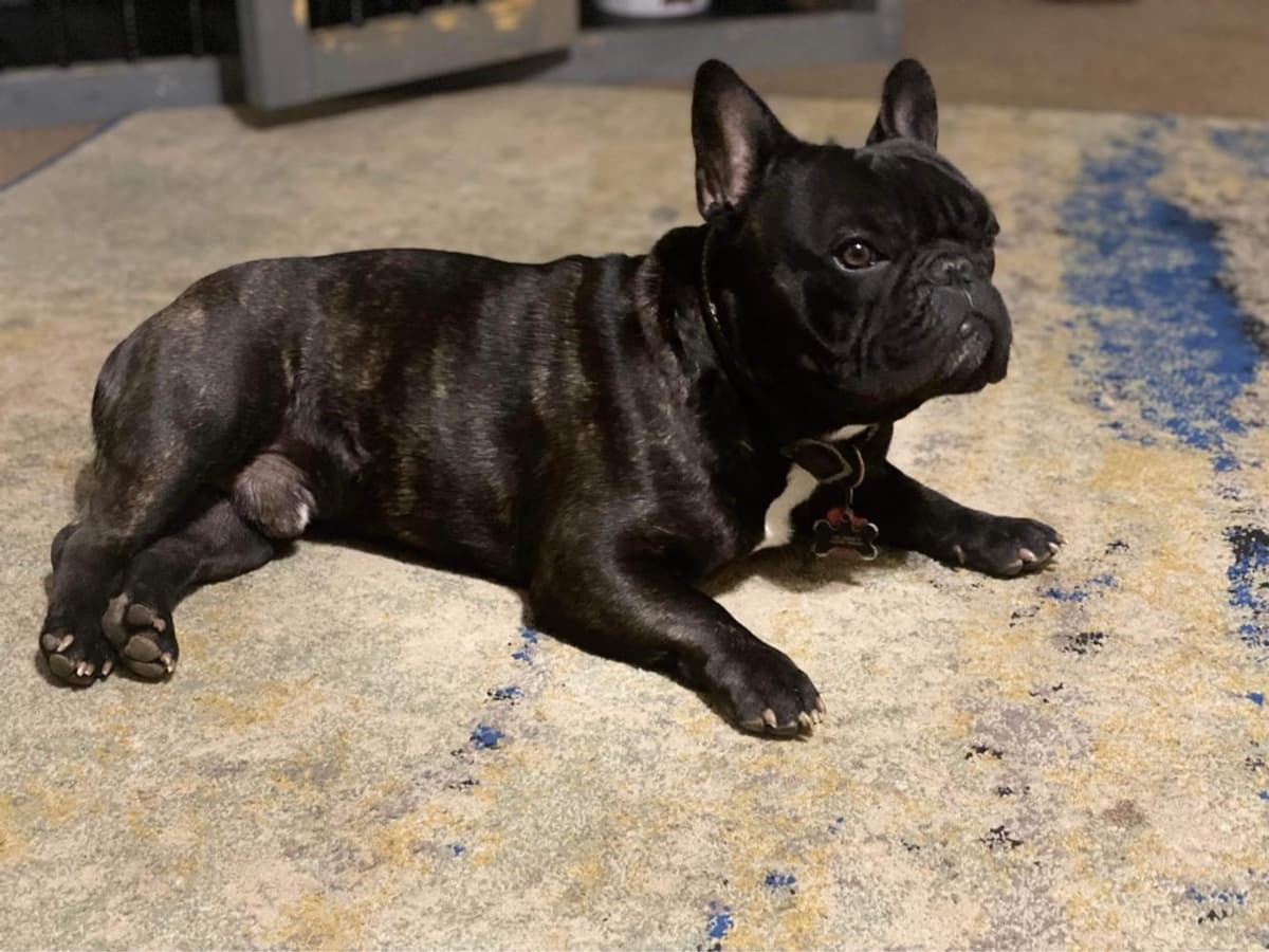 Boy 1 breeder image 33