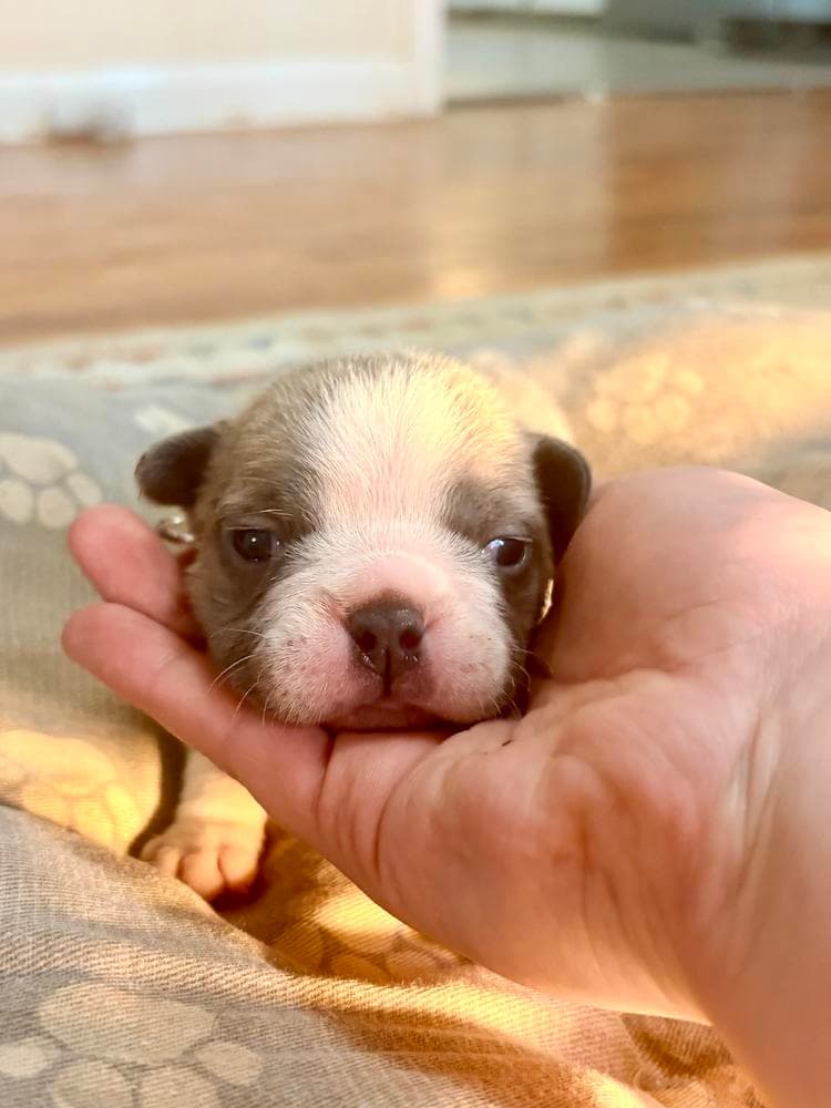 Boy 1 breeder image 39