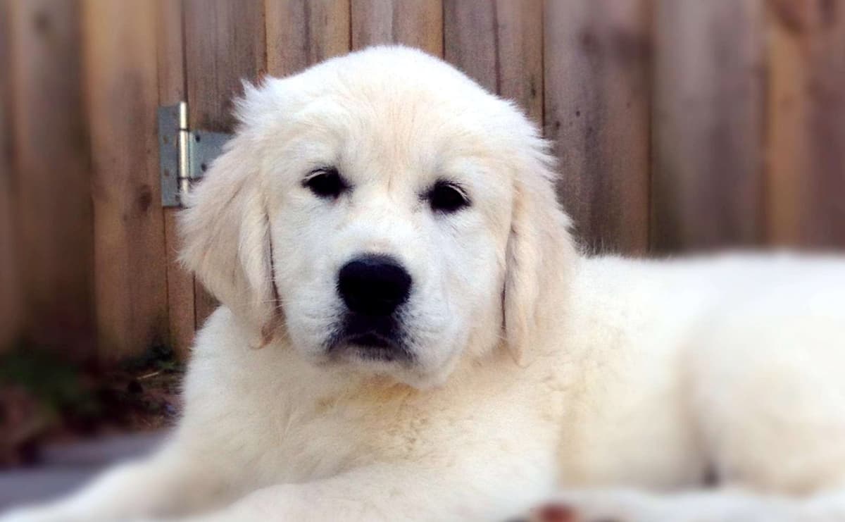 Charlie Girl 3 breeder image 4