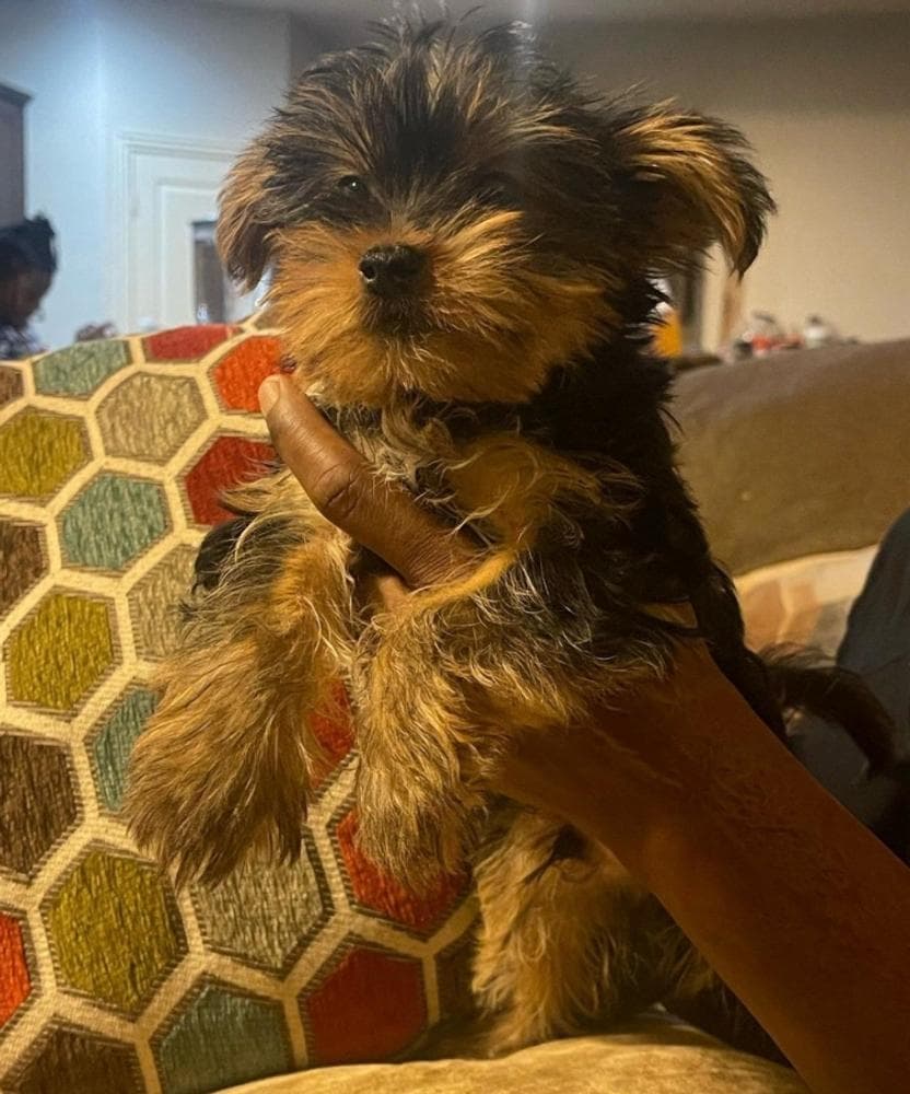 Boy 2 breeder image 10