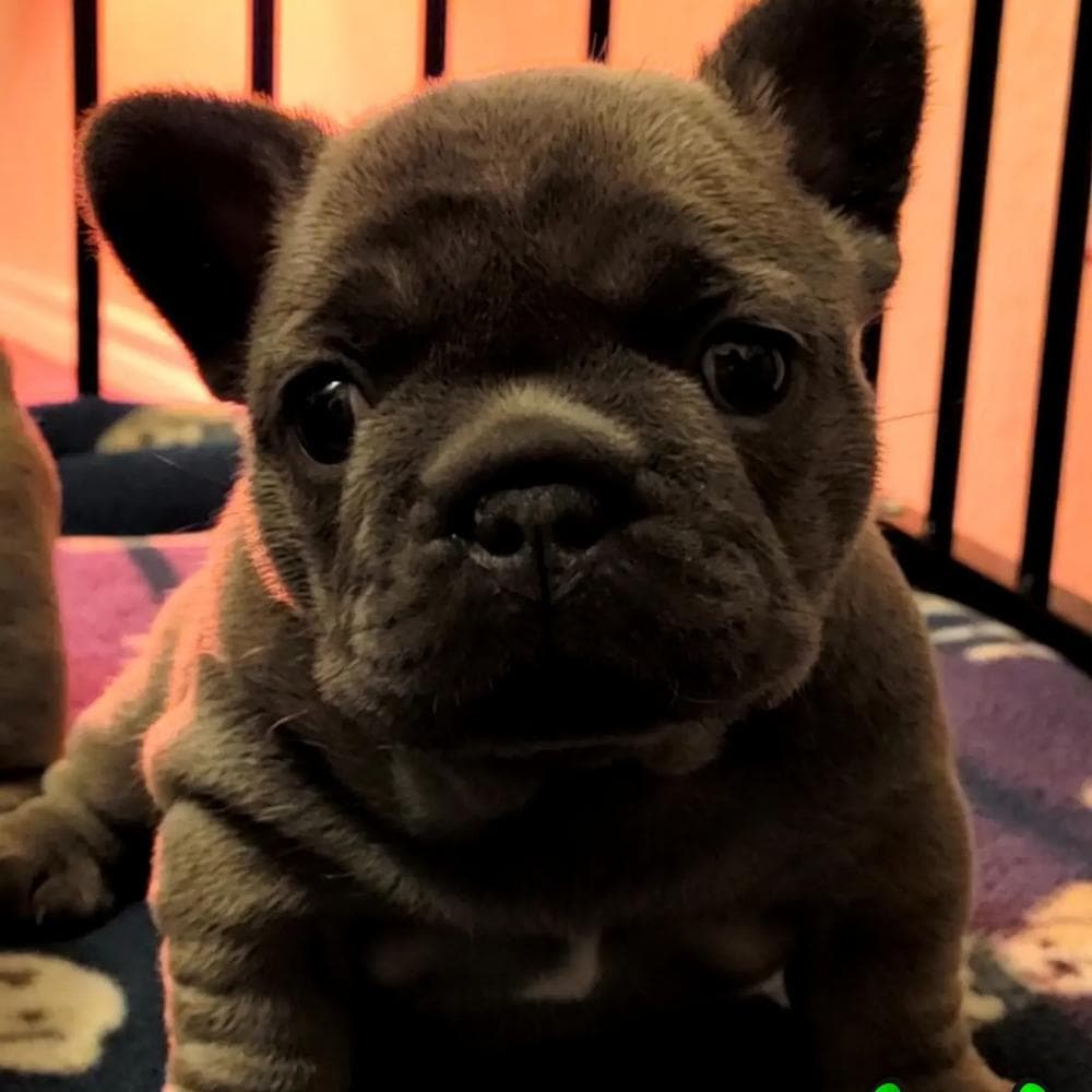 Bo breeder image 3