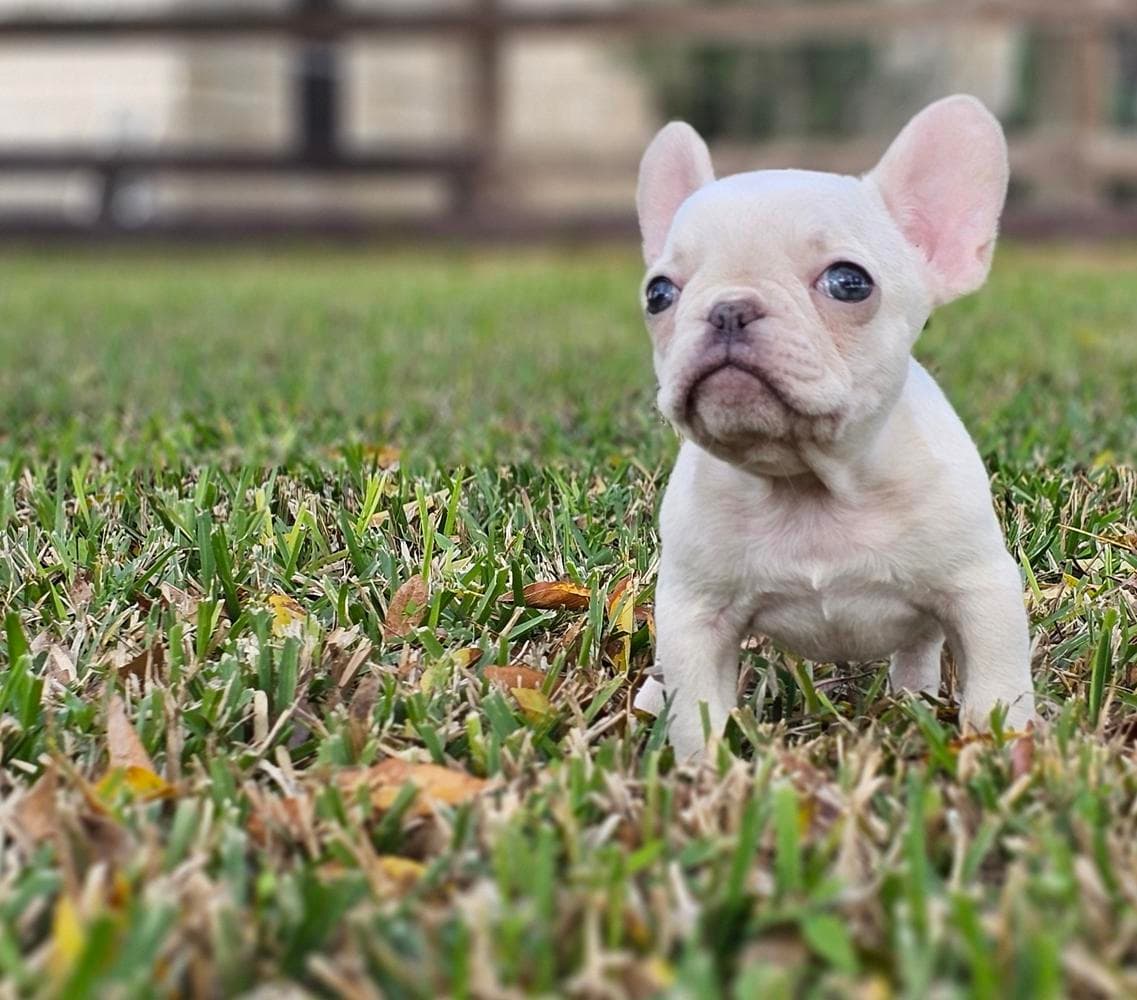 Bo breeder image 4