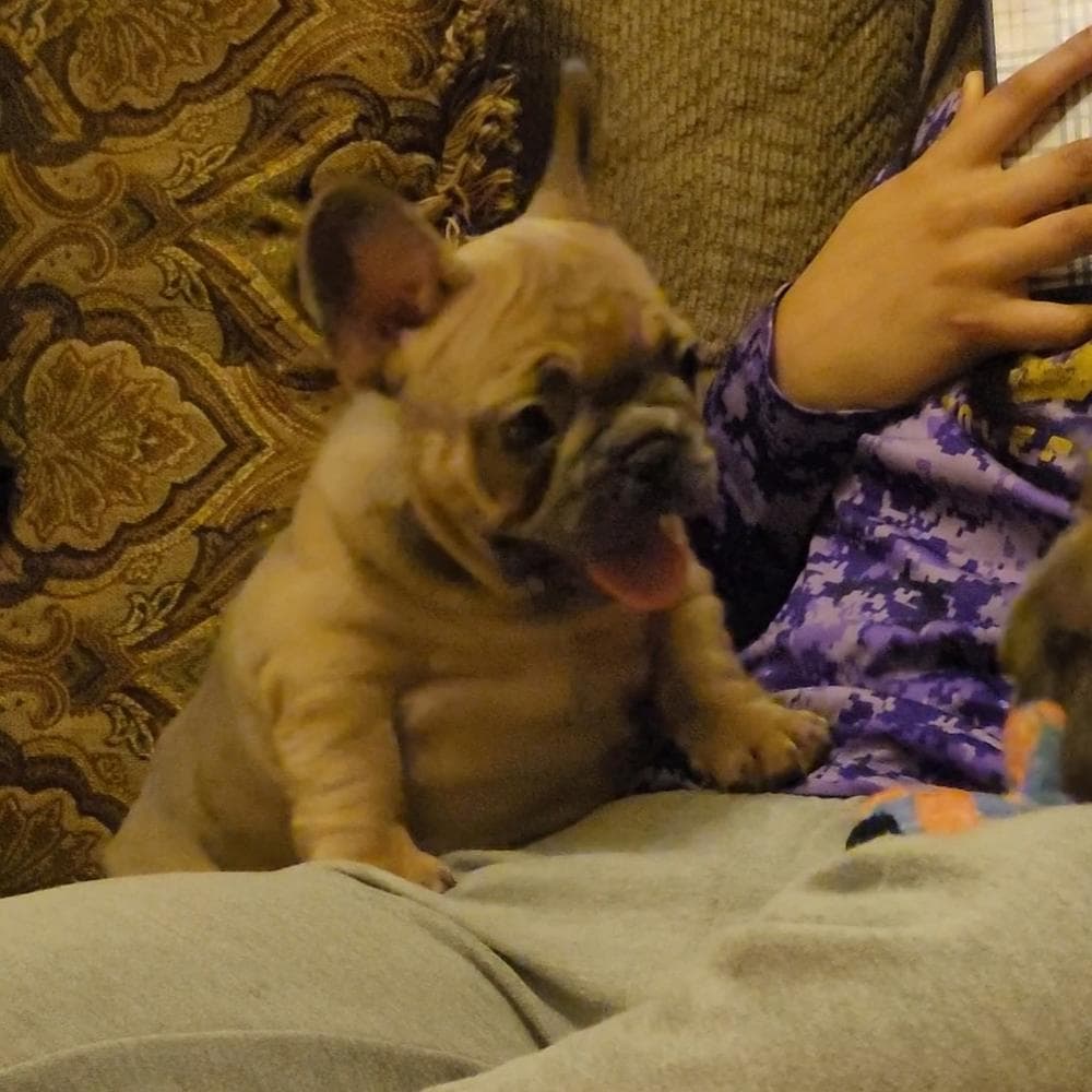 Bo breeder image 6