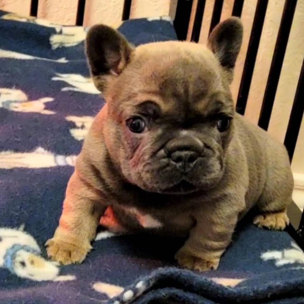 Bo breeder image 7