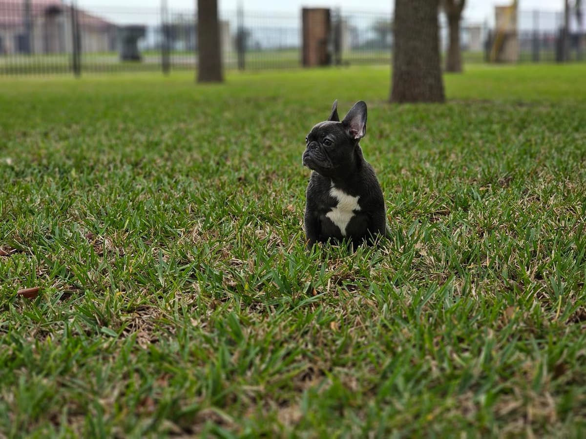 Bo breeder image 9
