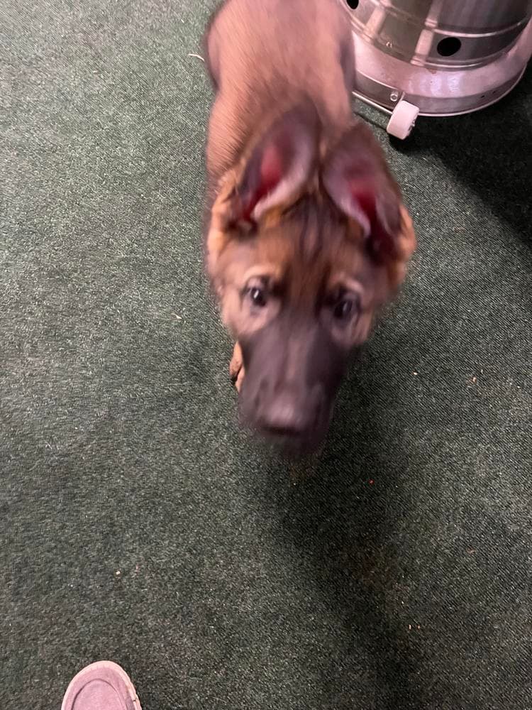 Orange collar breeder image 14