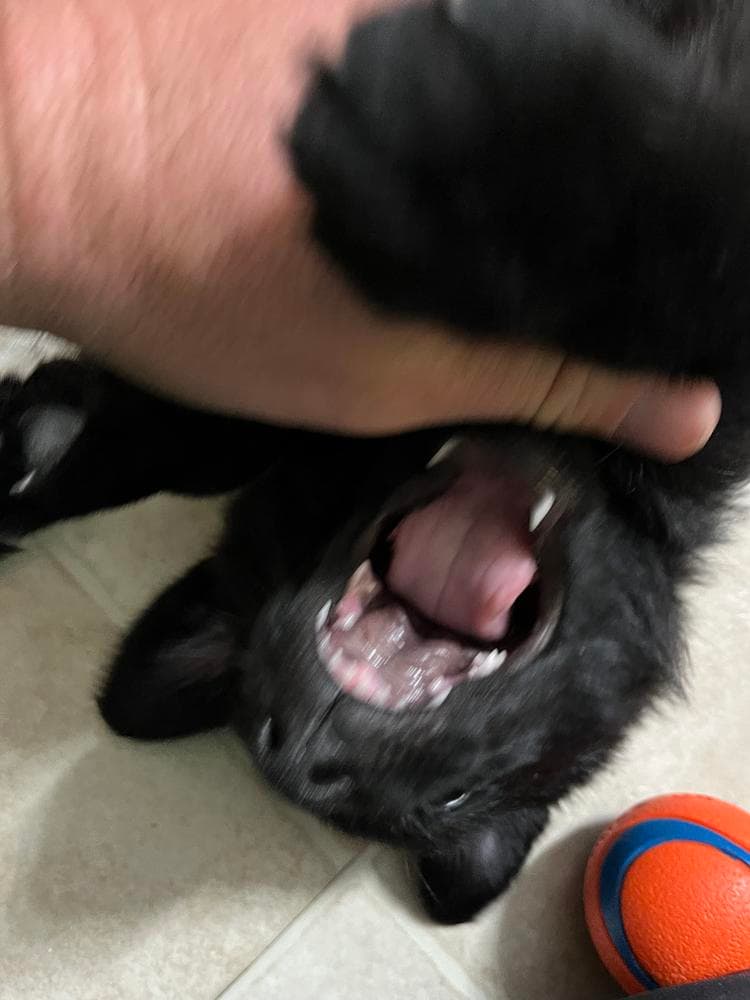 Orange collar breeder image 29