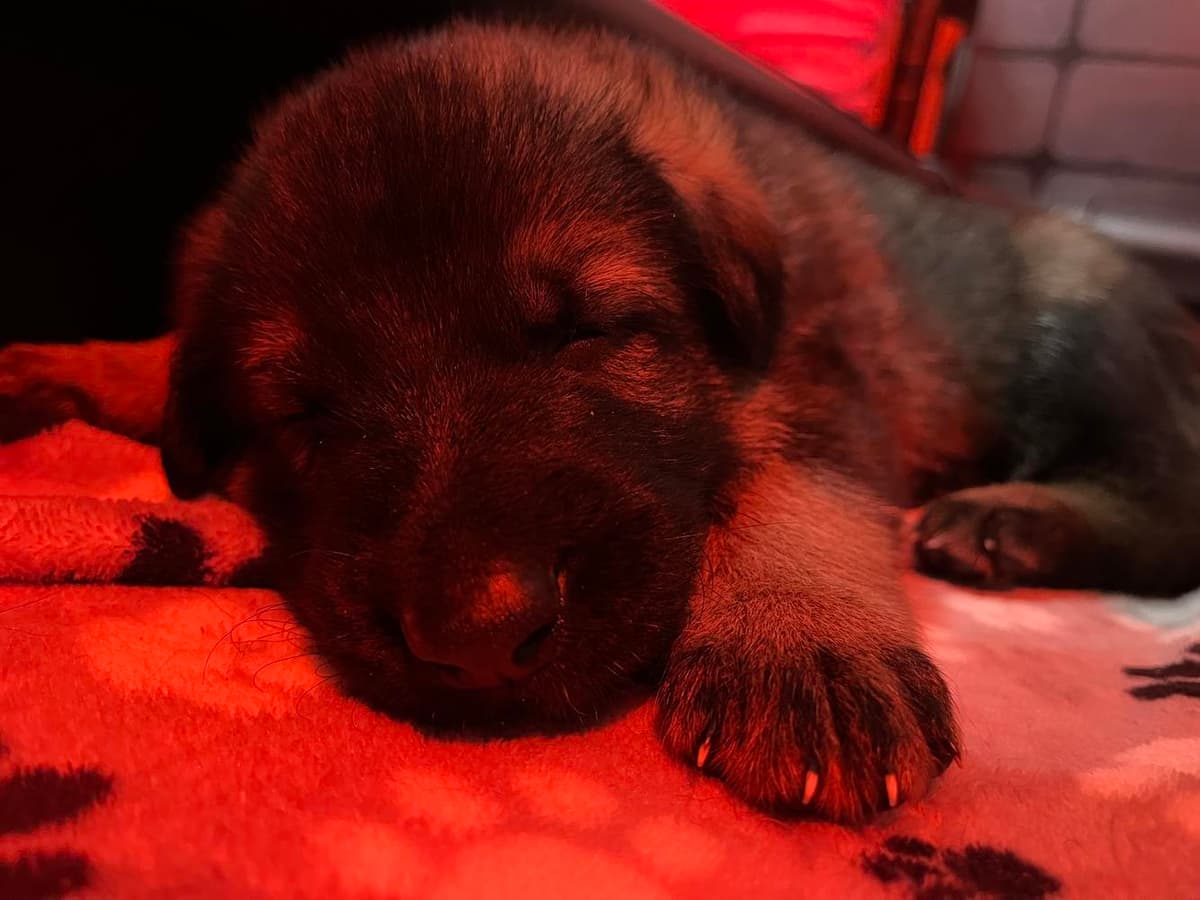 Orange collar breeder image 44