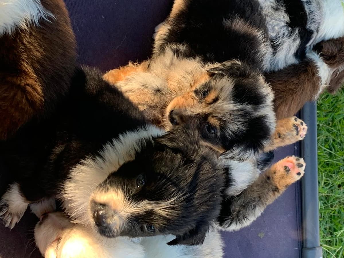 Boy 2 breeder image 6