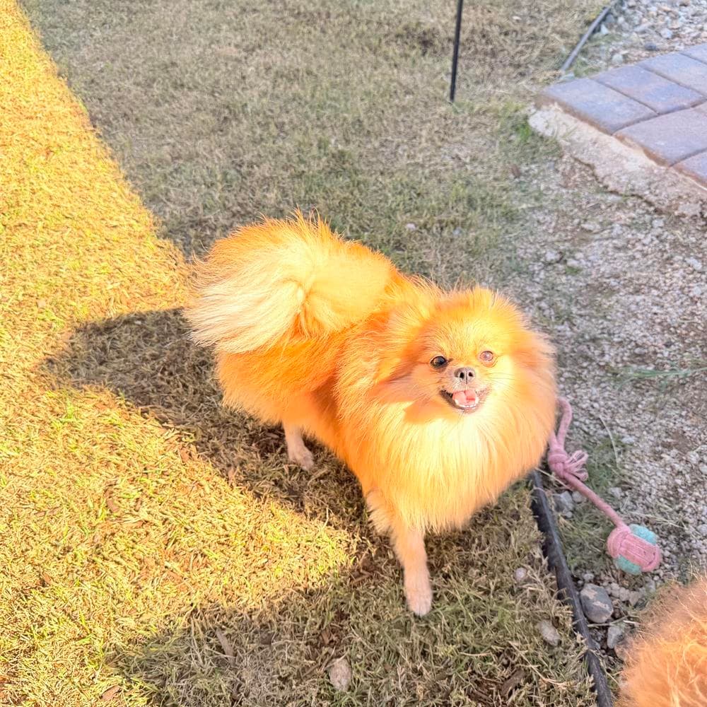 Brazil breeder image 21