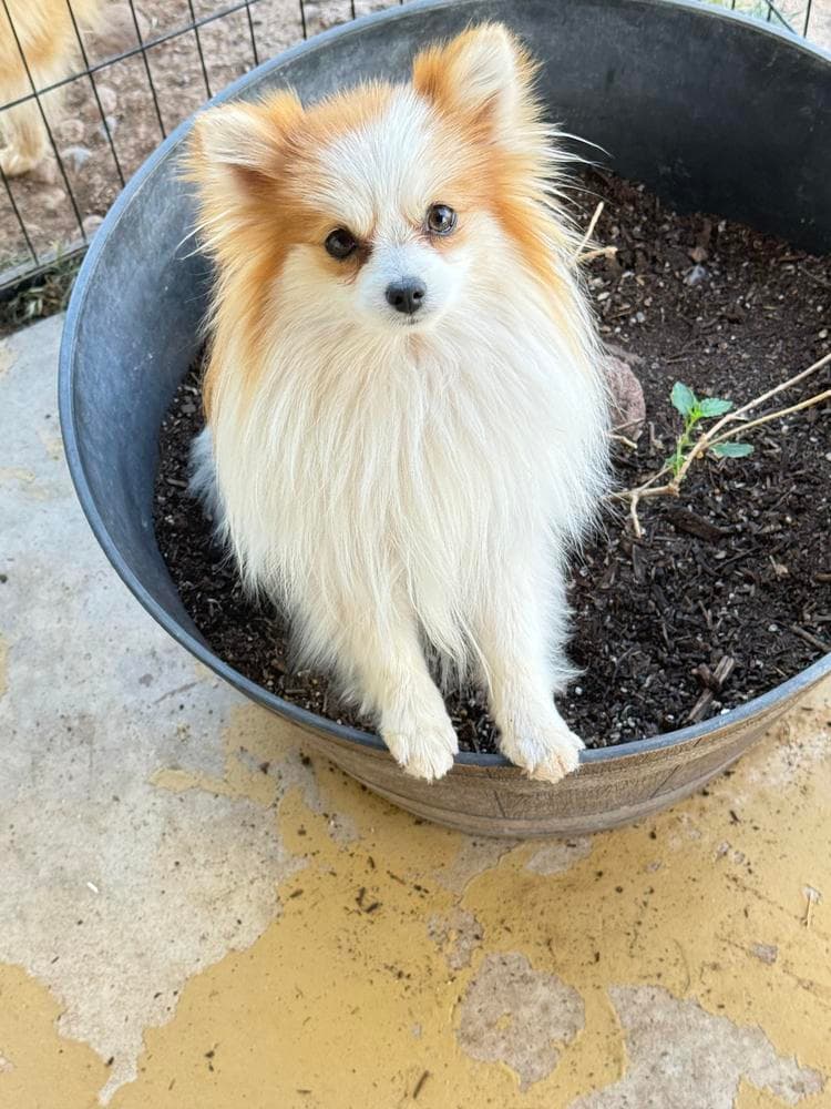 Brazil breeder image 29