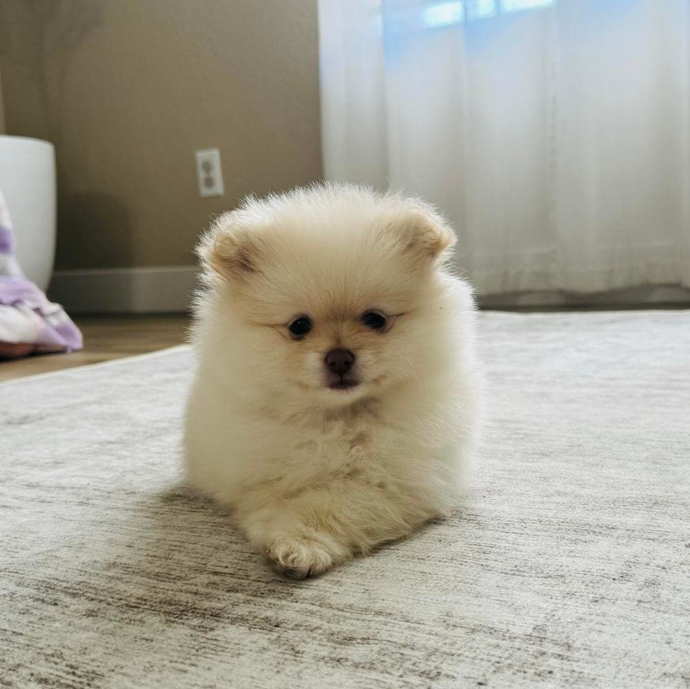 Brazil breeder image 31