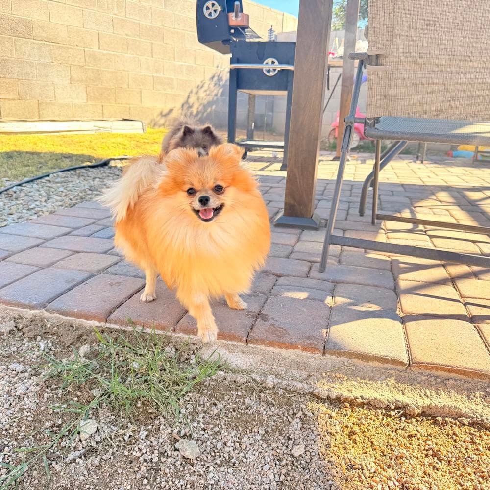 Brazil breeder image 32