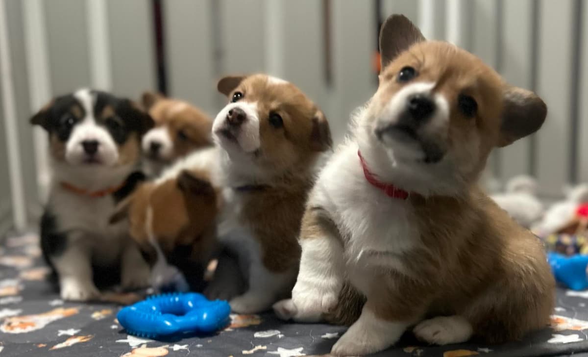Bruno (Purple Collar) breeder image 2