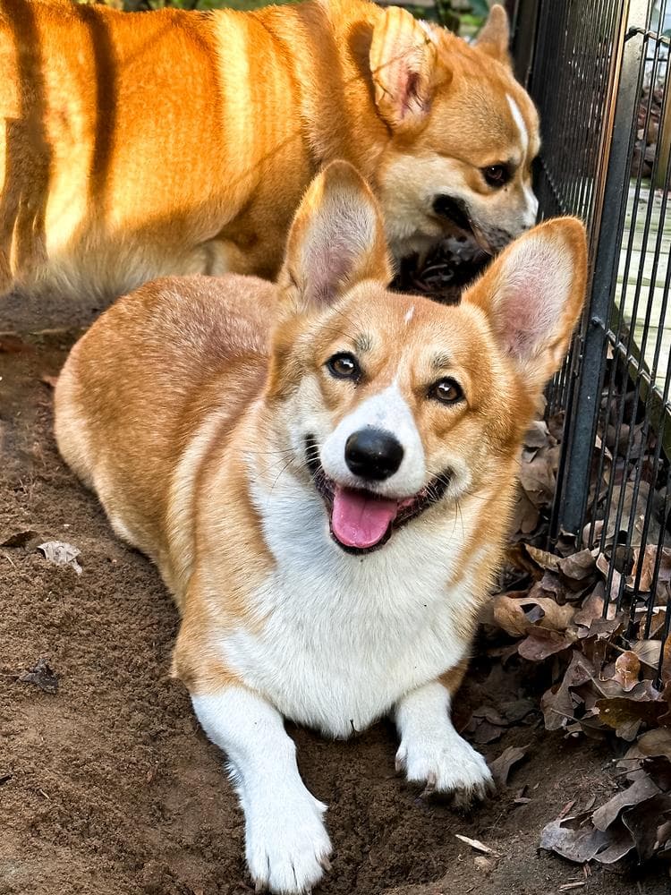 Bruno (Purple Collar) breeder image 28