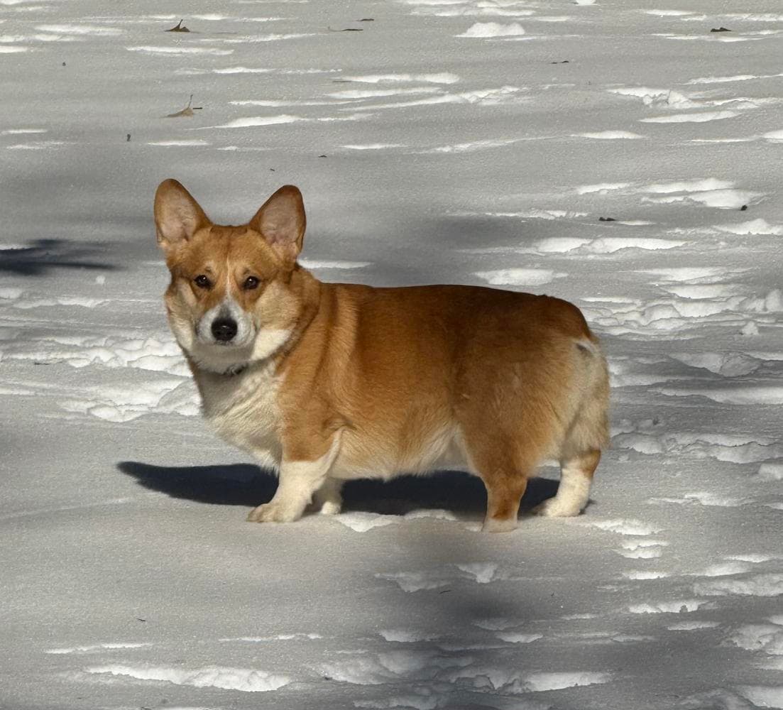 Bruno (Purple Collar) breeder image 34