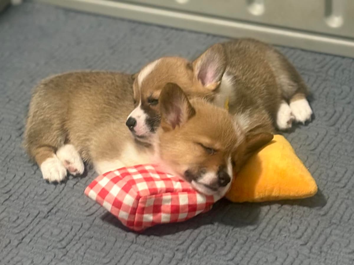 Bruno (Purple Collar) breeder image 5