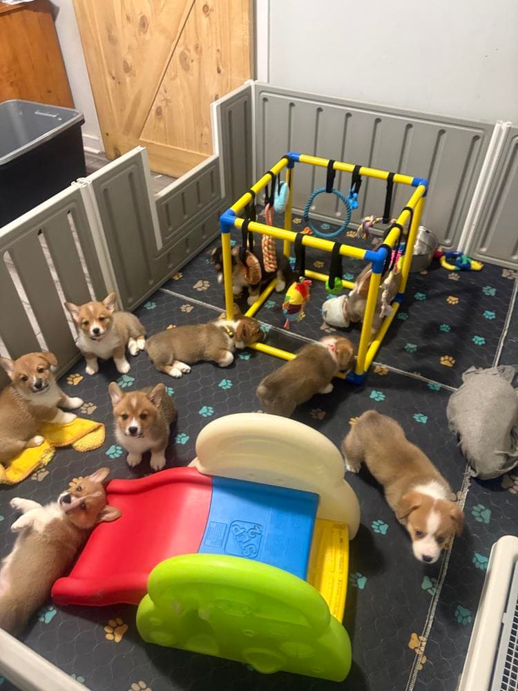 Bruno (Purple Collar) breeder image 50