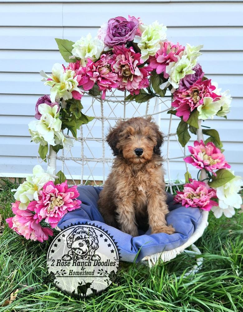 Tater breeder image 9