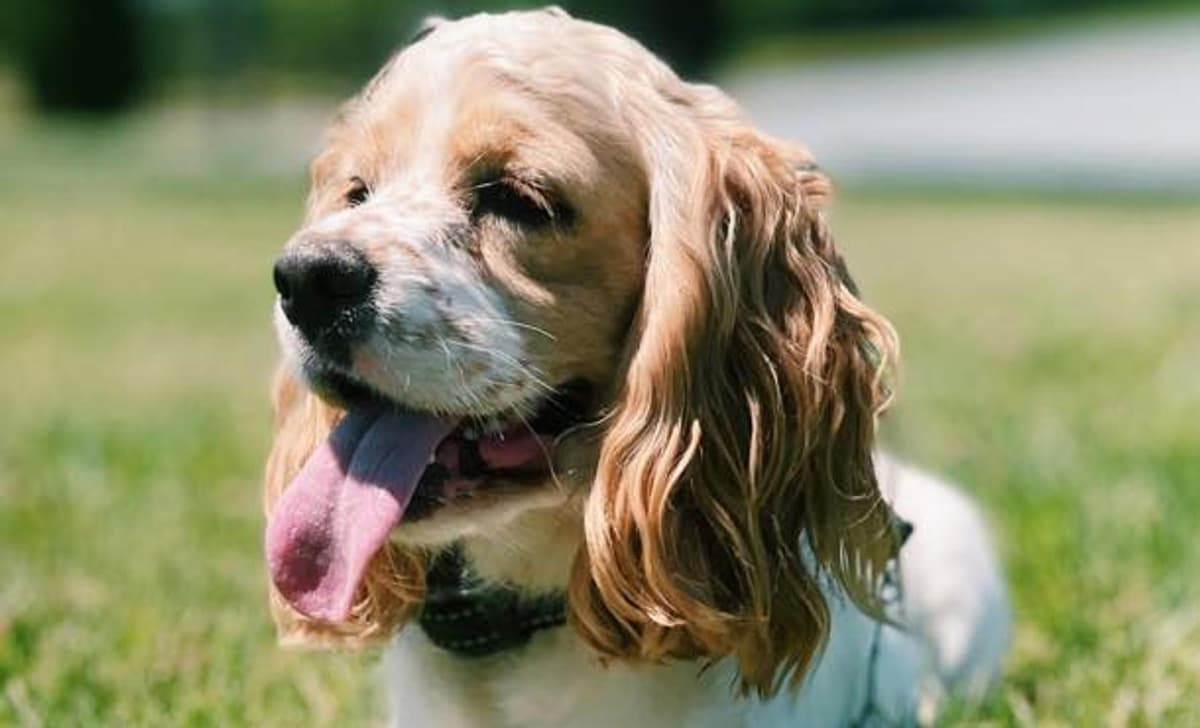 Clyde breeder image 1