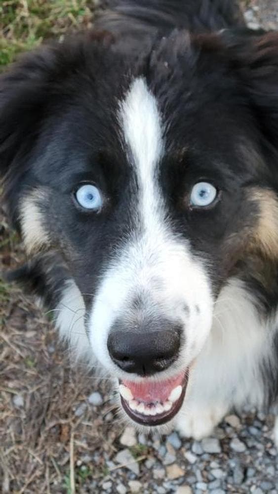 Liberty breeder image 6