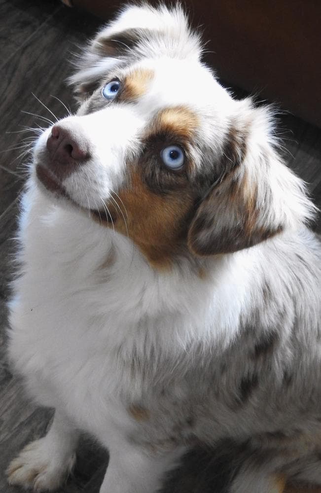 Girl 2 breeder image 3