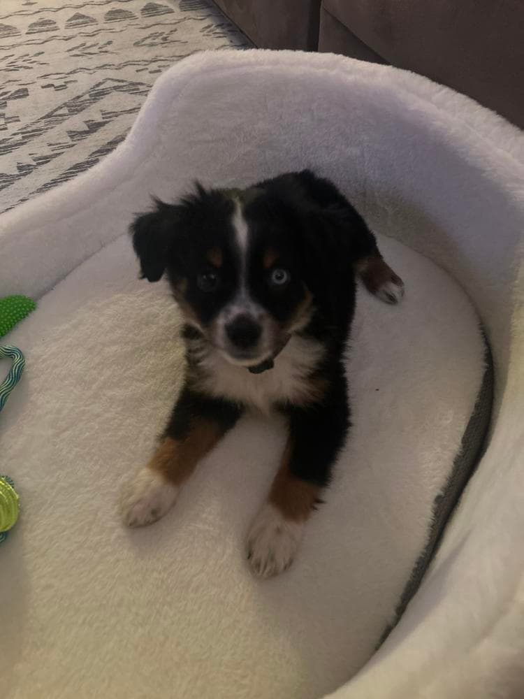 Girl 2 breeder image 5